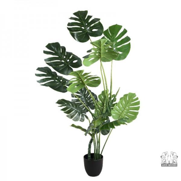 Pflanze "Monstera"