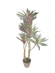 Pflanze "Yucca"