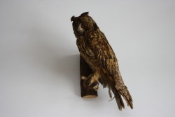 Vogel