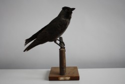 Vogel