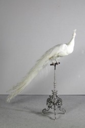 Tierpräparat Pfau