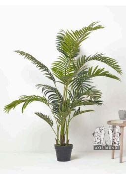 Areca Palme