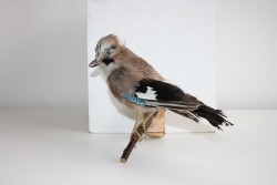 Vogel