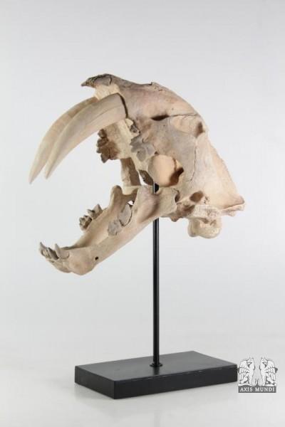Tierschädel, Säbelzahntiger