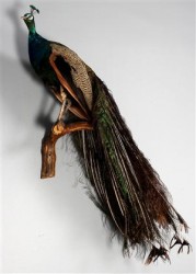 Pfau Tierpräparat
