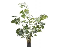 Pflanze "Palme"