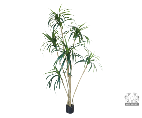 Pflanze "YUCCA"