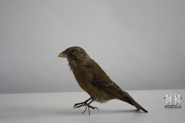 Vogel
