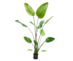 Pflanze "STRELITZIA"