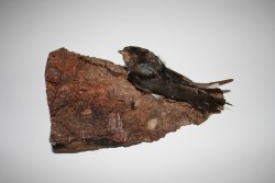 Vogel