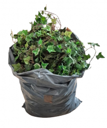 Efeu (Plastiksack)