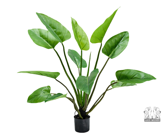 Pflanze "ALOCASIA"