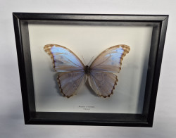 Schmetterling - Morpho assarpai - gerahmt
