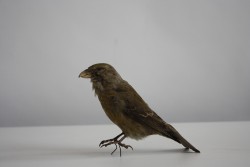 Vogel