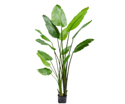 Pflanze "STRELITZIA"