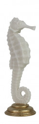 Seepferdchen