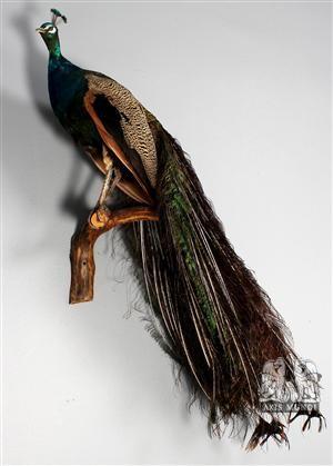 Pfau Tierpräparat