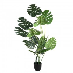 Pflanze "Monstera"
