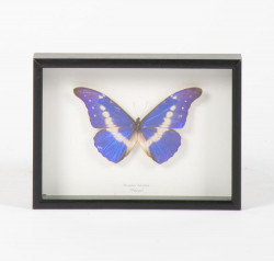 Schmetterling - Morpho Helena - gerahmt