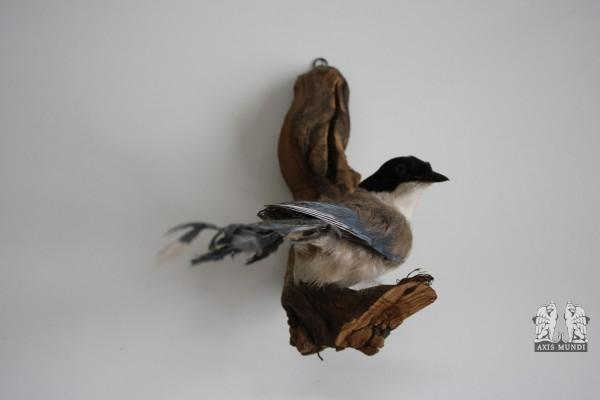 Vogel