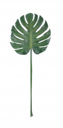 Kunstmonstera Blatt