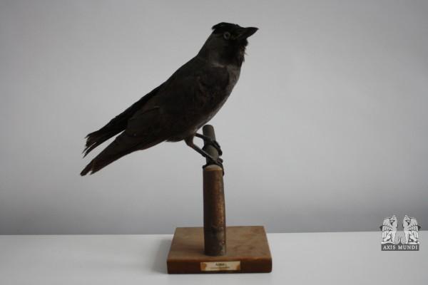 Vogel