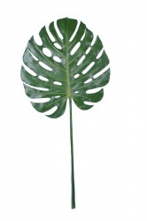 Kunstphiloselloum Blatt