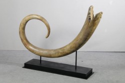 Mammut Stoßzahn