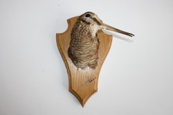 Vogel
