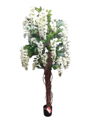Wisteria Liana Pflanze