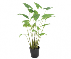 Pflanze "ALOCASIA"