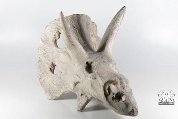 Rhinocerosschädel