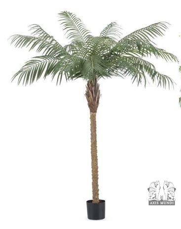 Areca Palme