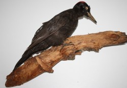 Vogel
