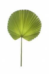 Kunstpalmblatt