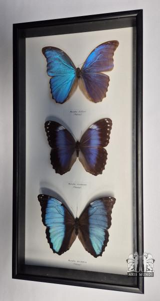 Schmetterling - 3er Set - gerahmt