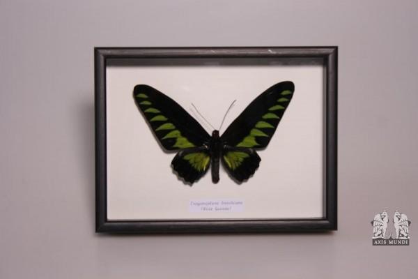 Art.-Nr.: 106764