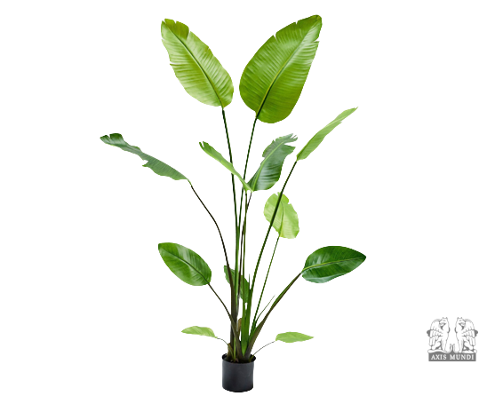Pflanze "STRELITZIA"