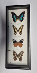 Schmetterling - 4er Set - gerahmt
