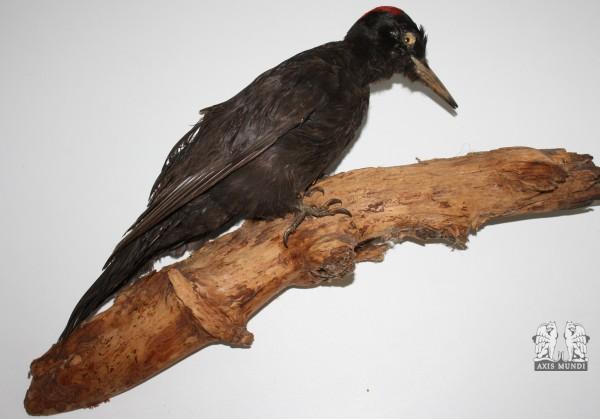 Vogel