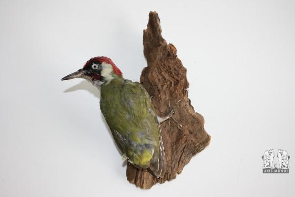 Vogel