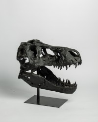 Deko Dinosaurier Schädel