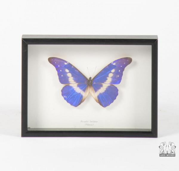 Schmetterling - Morpho Helena - gerahmt