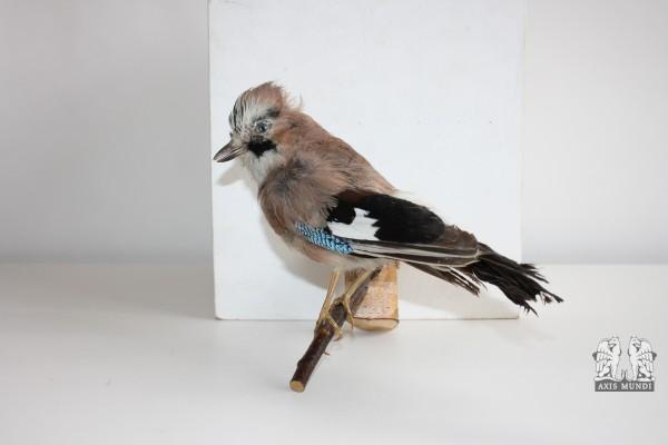 Vogel