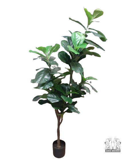 Ficus Lyrata Pflanze