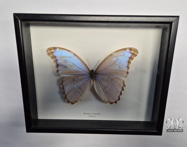 Schmetterling - Morpho assarpai - gerahmt