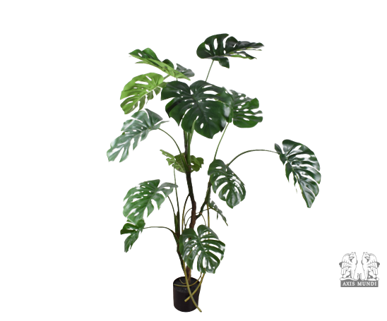 Pflanze "MONSTERA"