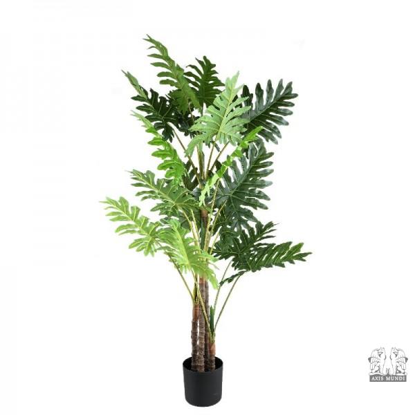 Pflanze "Philodendron"