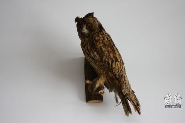 Vogel