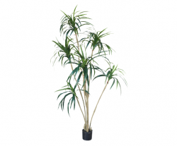 Pflanze "YUCCA"